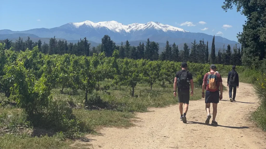 Trois marcheurs remontent un chemin entre des vignes, face au Canigou encore enneigé.