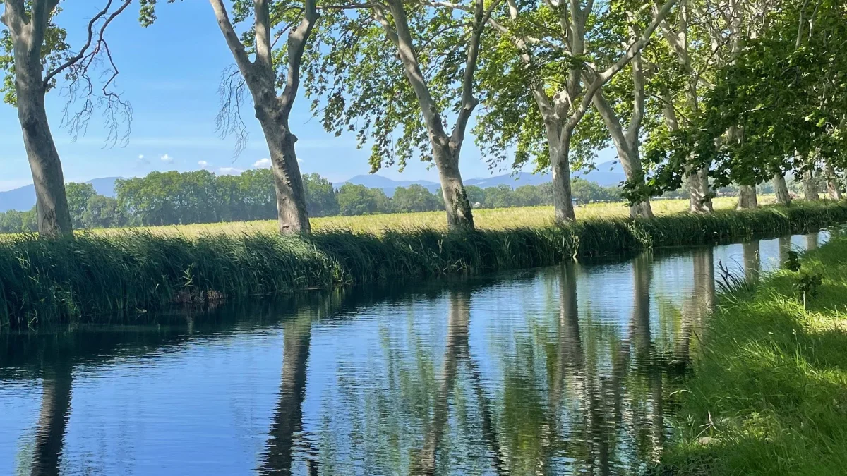 Allée de platanes bordant un canal, lumière douce filtrant entre les arbres