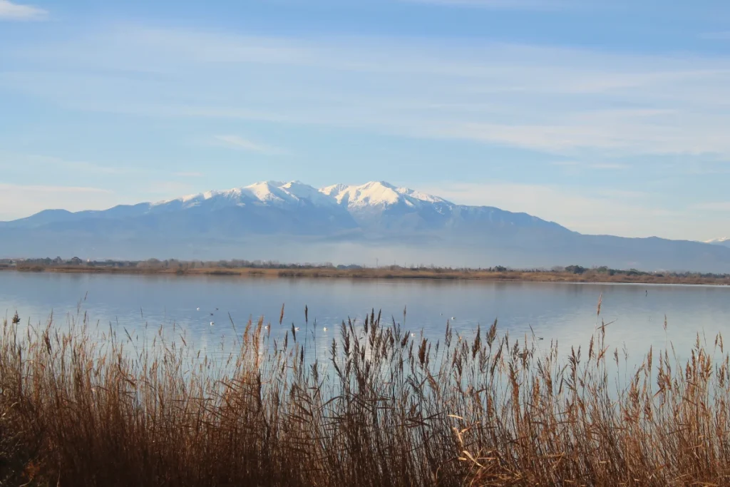 Vue sur le massif du Canigou depuis l'étang de Canet, roseaux au premier plan