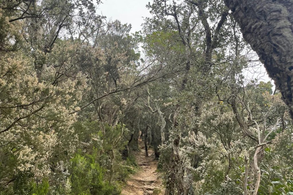 Sentier de terre sous des chênes-lièges et des bruyères en fleurs
