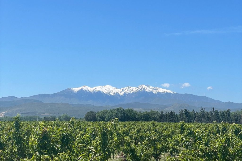 Verger aux rangs d'arbres fruitiers sous un ciel bleu, avec un massif enneigé à l'horizon