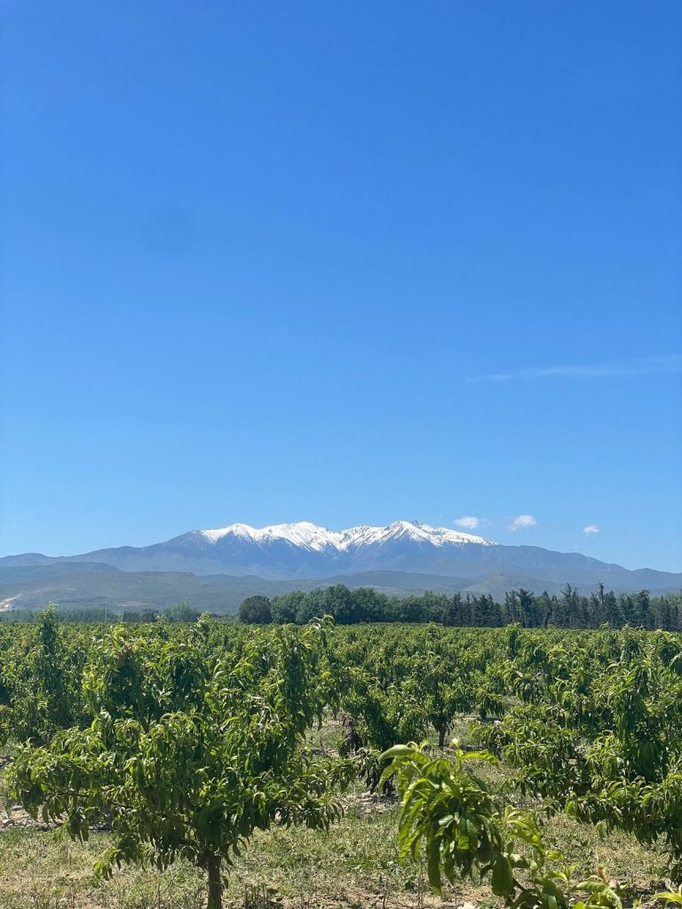 Verger aux rangs d'arbres fruitiers sous un ciel bleu, avec un massif enneigé à l'horizon