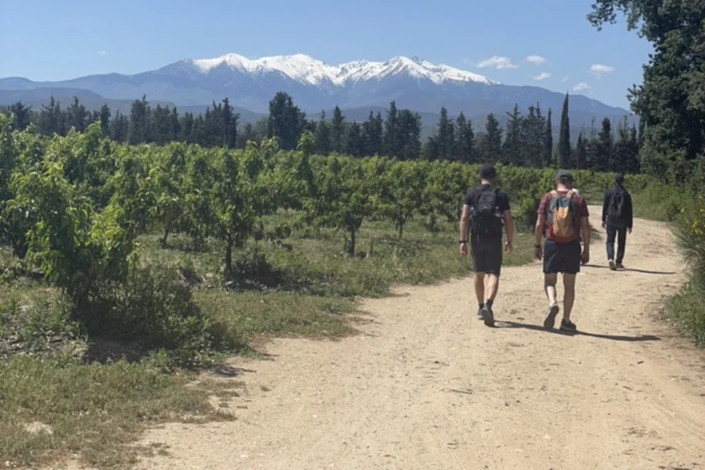 Trois randonneurs de dos sur un chemin de terre entre des rangées d'arbres fruitiers, avec le massif du Canigou enneigé en arrière-plan