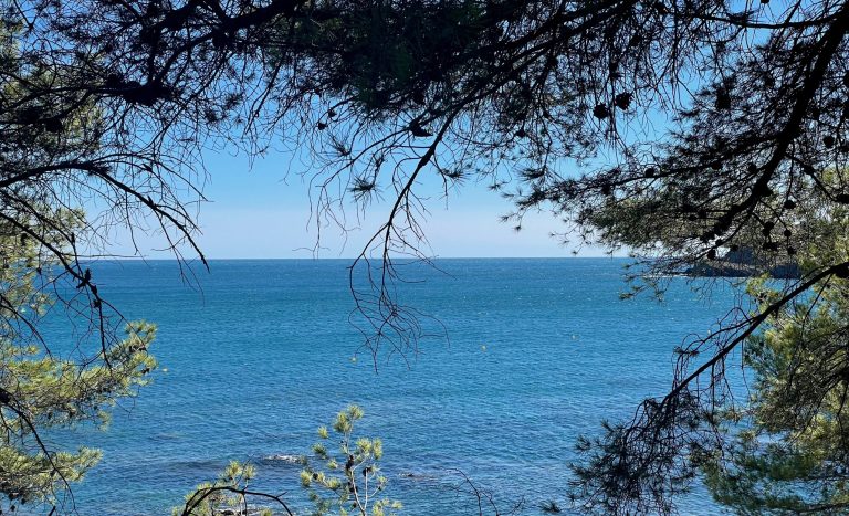 Mer bleue et horizon dégagé vus à travers les branches de pins.